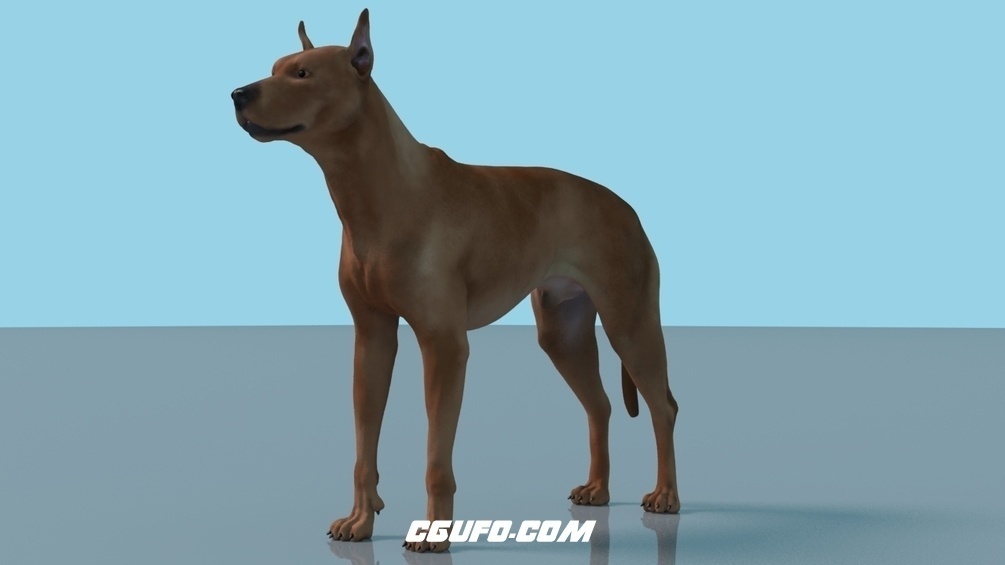 德国杜宾犬3d模型 zbrush dog rig aka german pinscher dog maya rig